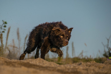 Autumn photo of running brown border collie in sand. Autumn photo workshop in Prague