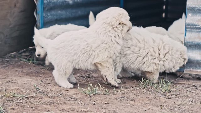 unbelievably cute slow motion shot of a litter of farm puppies