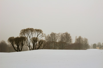 Foggy winter landscape with snow and trees