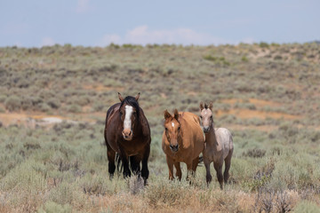Wild Horses in Summer in Sand Wash Basin Colroado