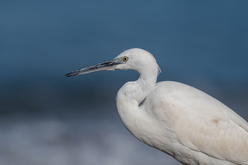 Little Egret (Egretta garzetta), Greece