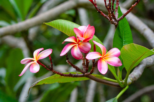 Yellow and pink plumeria flowers on a tree in Hawaii
