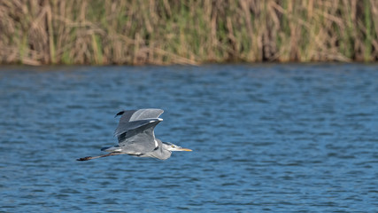 Grey Heron - Ardea cinerea, Crete 