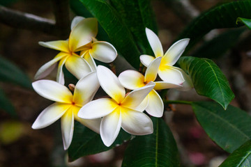 Fototapeta na wymiar Close up on white and yellow Plumeria flowers on a tree in Hawaii
