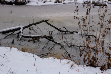 Frozen river with tree branch