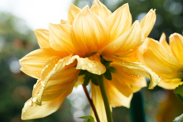 Yellow Dahlia shot from below with water droplets