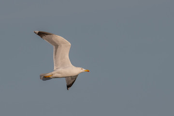Yellow-legged Gull (Larus michahellis), Crete, Greece