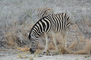 Fototapeta na wymiar Zèbre Etosha National Park Namibie