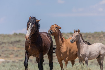 Fototapeta premium Wild Horses in Summer in Sand Wash Basin Colroado