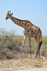 Girafe Etosha National Park Namibie
