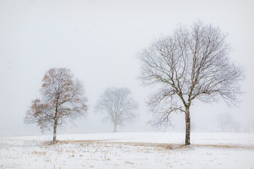 Tranquil winter scene of three isolated trees with very few leaves under heavy snowfall in agriculture field