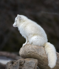 Arctic fox sitting on top of a pile of rocks