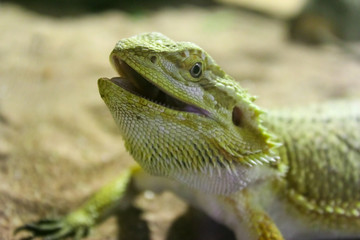 Green lizard on sand. Green lizard head close-up.
