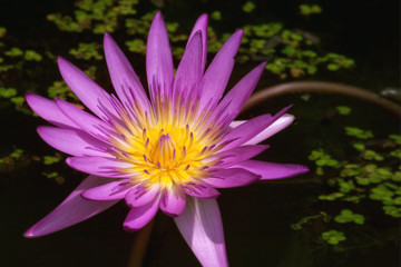 Purple lotus  on water.