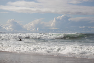 Birds above surf at Marina State Beach Monterey County California