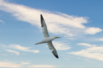 Northern gannet (Morus bassanus) in flight.Wild life animal in Scotland