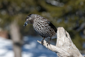 Spotted Nutcracker (Nucifraga caryocatactes) sitting on the perch