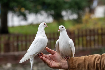 White Pigeon eats from a man hand. The concept of friendship and help