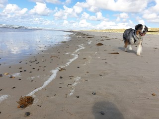 dog on the beach