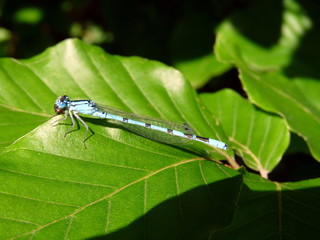 Gabel-Azurjungfer Libelle  sitzt auf einem Blatt