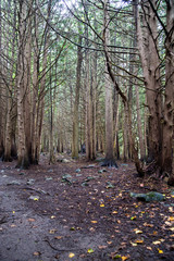 Fototapeta premium Fall Forest Landscape