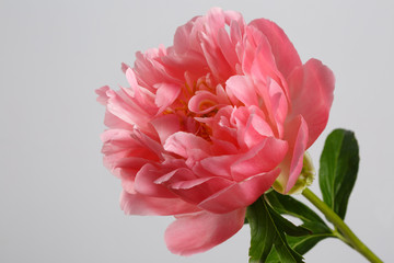 Beautiful coral color peony flower isolated on gray background.