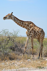 Girafe Etosha National Park Namibie