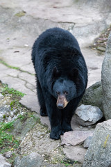 American black bear (Ursus americanus). Wildlife animal