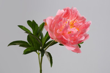 Beautiful coral color peony flower isolated on gray background.
