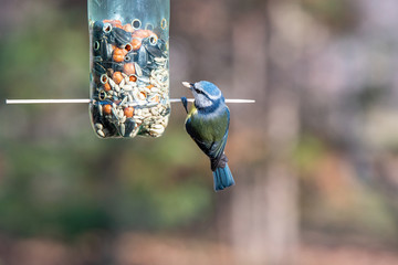 Blue tit (Cyanistes caeruleus or Parus caeruleus) Wildlife photo
