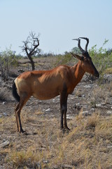 Bubale Etosha National Park Namibie