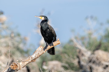 Great Cormorant or Phalacrocorax carbo in nature