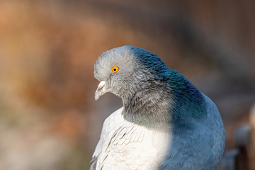 Pigeon. Dove. Beautiful pigeon close up. City birds.