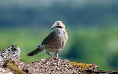Eurasian jay, Garrulus glandarius, sitting on a branch in nature.