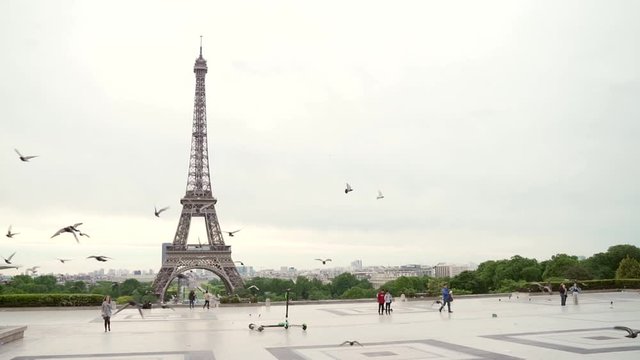 Birds are flying on the background of the Eiffel Tower. France, Paris.