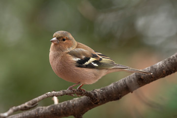 Fototapeta premium Common Chaffinch (Fringilla coelebs) sitting on a branch in nature.