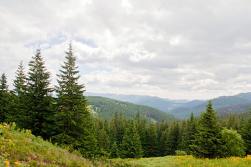 Fototapeta na wymiar spruce, pine, grass on Goverla Mountain on a summer sunny day, Carpathians, Ukraine