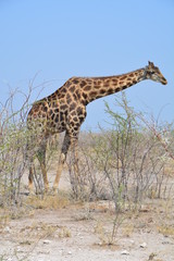 Naklejka na ściany i meble Girafe Etosha National Park Namibie