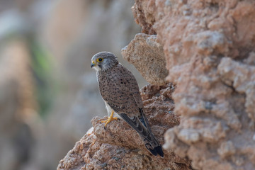 Close up portrait of a common kestrel (falco tinnunculus)