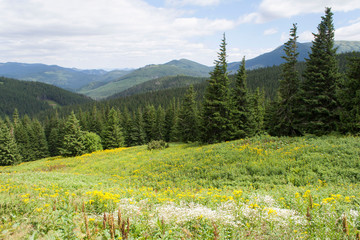 Fototapeta premium spruce, pine, grass on Goverla Mountain on a summer sunny day, Carpathians, Ukraine