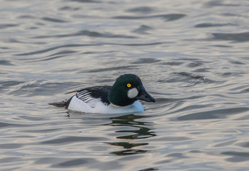 Obraz premium Common goldeneye (bucephala clangula) swimming in cold lake