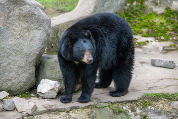 American black bear (Ursus americanus). Wildlife animal