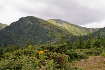 green forest, mountains, clouds in the Carpathians, Ukraine