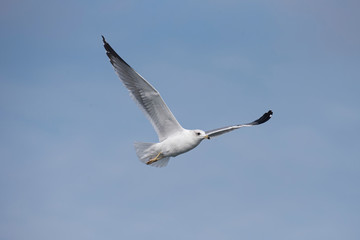 Armenian gull (Larus armenicus) in flight over blue sky