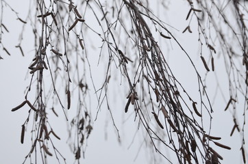 Rest zone. Park, cloudy day. Against the gray sky, beautiful birch branches with catkins.