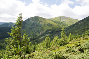green forest, mountains, clouds in the Carpathians, Ukraine