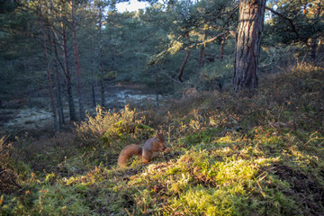 Obraz na płótnie Canvas Red Squirrel, Sciurus vulgaris, wide shot of squirrel on forest floor amongst heather and moss showing woodland background during December/winter in Scotland.