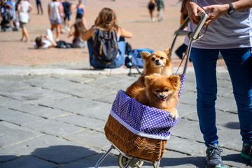 zwei Hunde werden in einem Einkaufskorb durch Siena, Toskana, gefahren