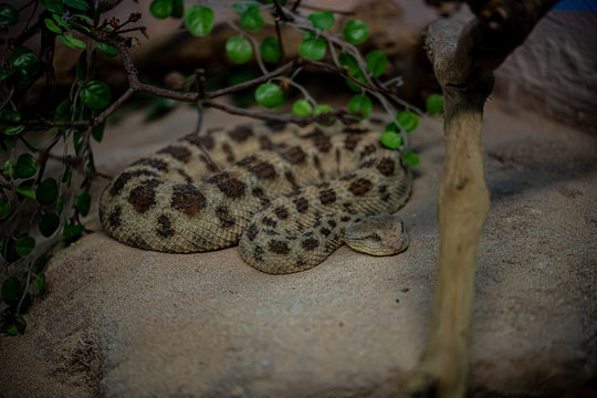 Serpente