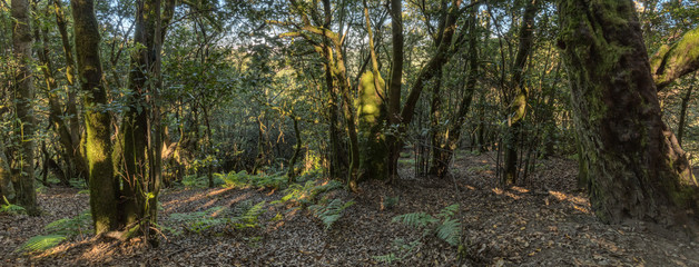Super wide angle panorama. Relict forest on the slopes of the Garajonay National Park mountains. Giant Laurels and Tree Heather along narrow winding paths. Paradise for hiking. La Gomera, Spain.